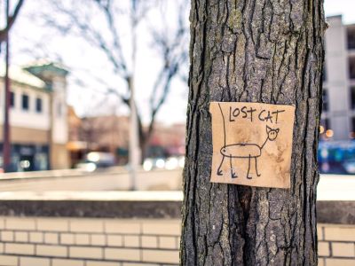 24 Lost-Cat