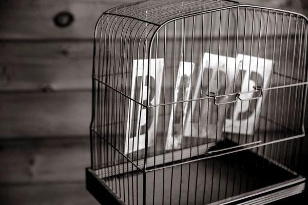 BIRD-Ryan McGuire